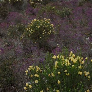 Colourful shrublands, Stirling Range