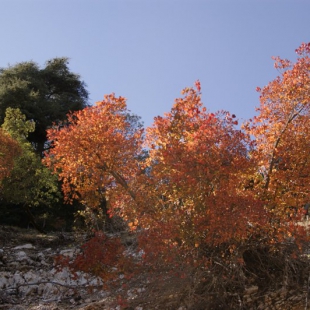Cotinus coggygria in autumn