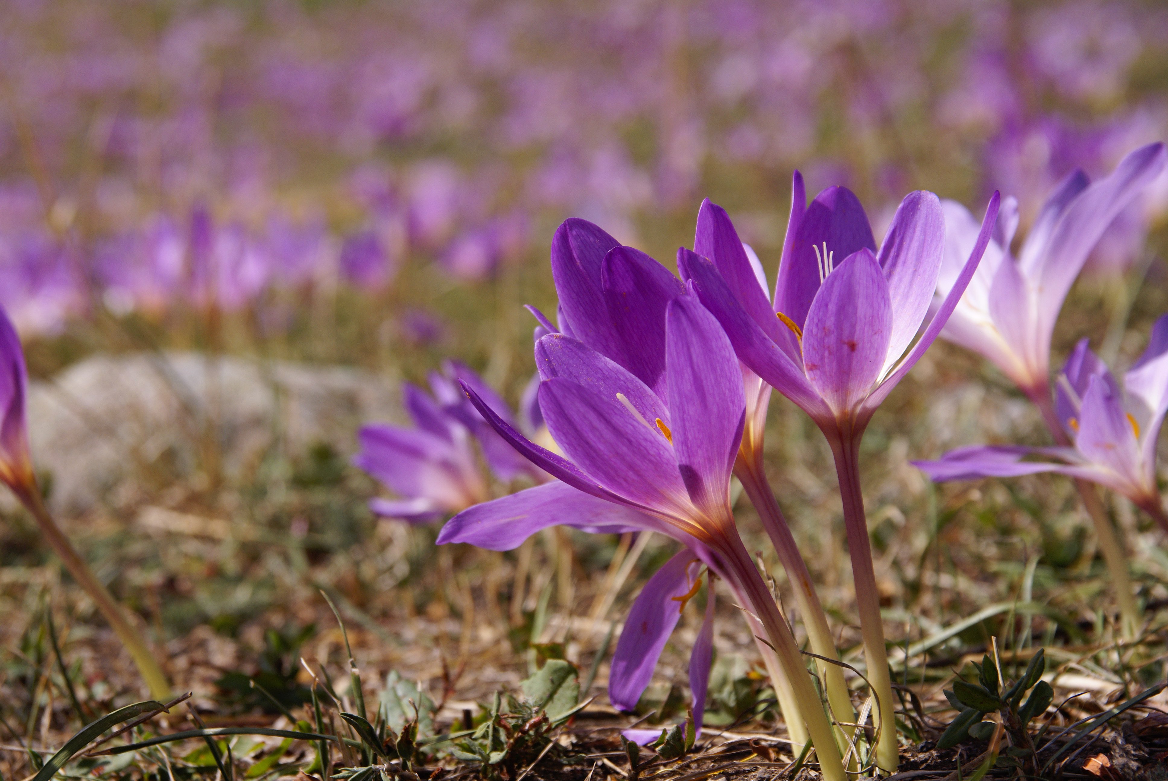 COLCHICUM%20SPECIOSUM%2017.jpg