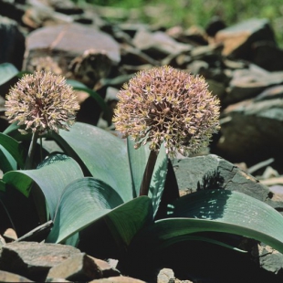 Allium karataviense