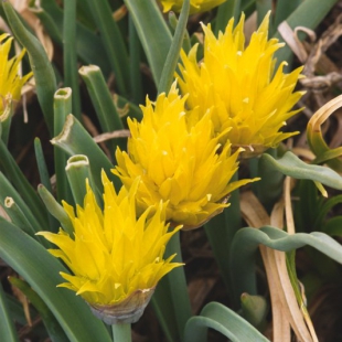 Allium semenowii