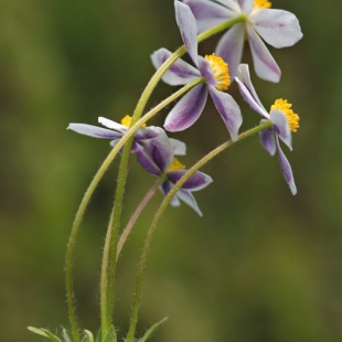 Anemone demissa