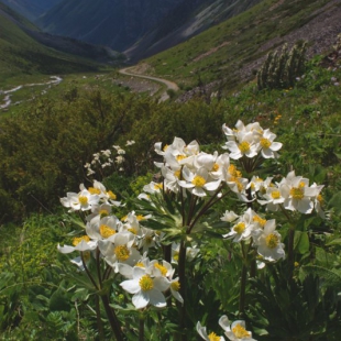 Anemone narcissiflora subsp. protracta