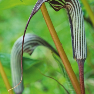 Arisaema franchettianum