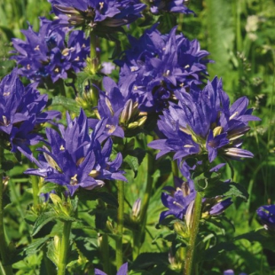 Campanula glomerata