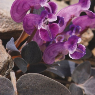 Corydalis benecincta