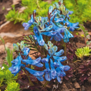 Corydalis curviflora