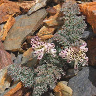 Corydalis fedtschenkoana