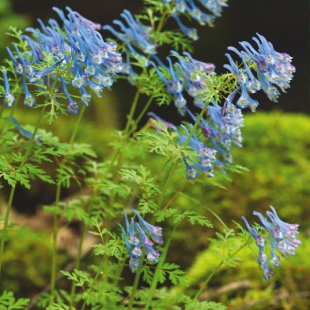 Corydalis flexuosa