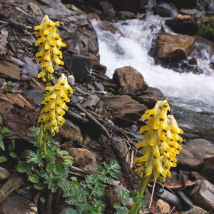 Corydalis hamata