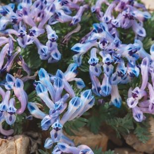 Corydalis melanochlora