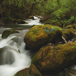 Forest stream, Wolong