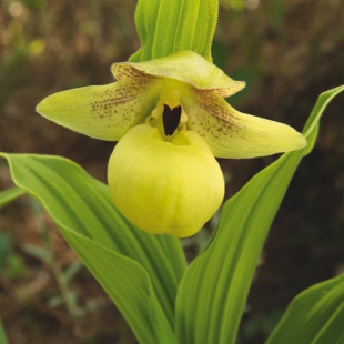 Cypripedium flavum