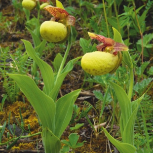 Cypripedium flavum