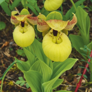 Cypripedium flavum