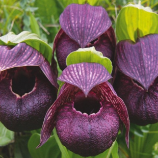 Cypripedium tibeticum