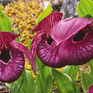 Cypripedium tibeticum