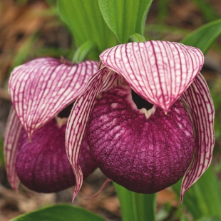 Cypripedium tibeticum