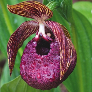 Cypripedium tibeticum