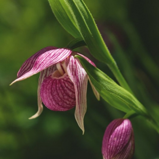 Cypripedium yunnanense