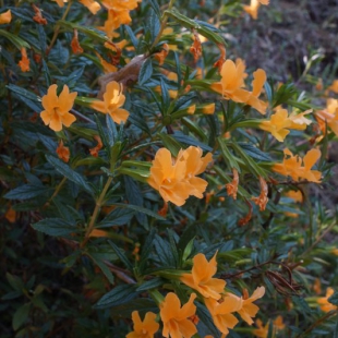 Mimulus aurantiacus