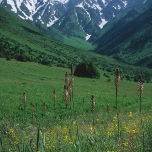 Eremurus regeli