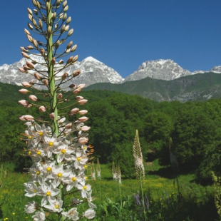 Eremurus robustus