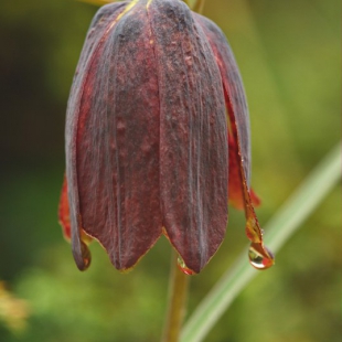 Fritillaria cirrhosa