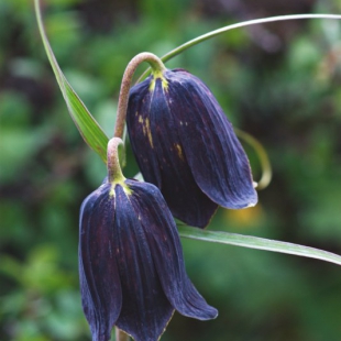 Fritillaria cirrhosa dark form