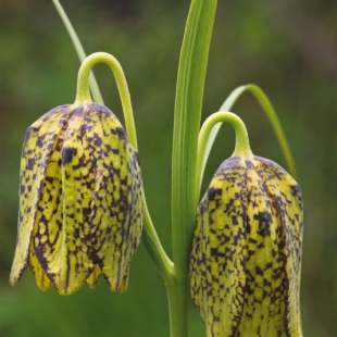 Fritillaria cirrhosa