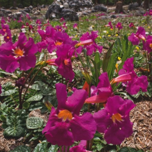 Incarvillea mairei