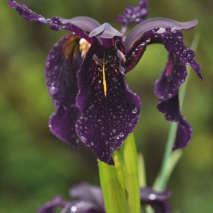 Iris chrysographes