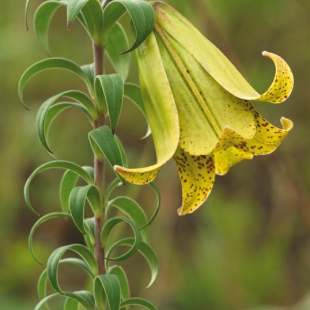 Lilium bakerianum