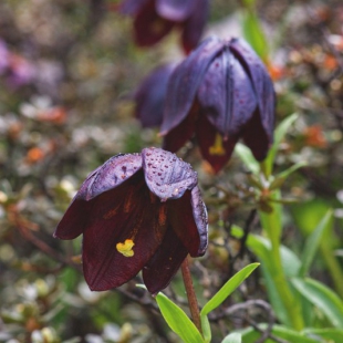 Lilium soulei