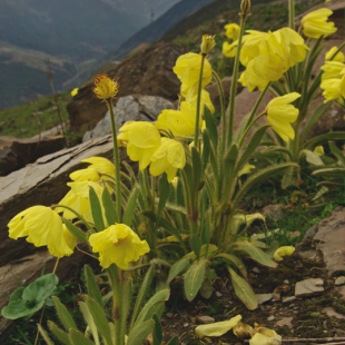 Meconopsis integrifolia