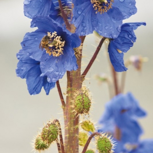 Meconopsis prattii