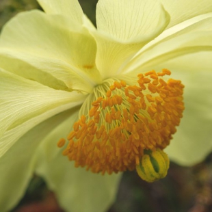 Meconopsis pseudointegrifolia