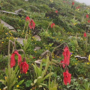 Meconopsis punicea