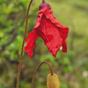 Meconopsis punicea