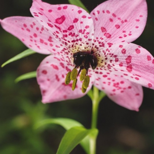 Nomocharis aperta