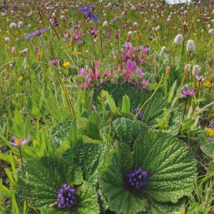 Phlomis rotata