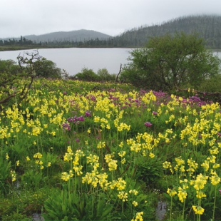 Primula sikkimensis