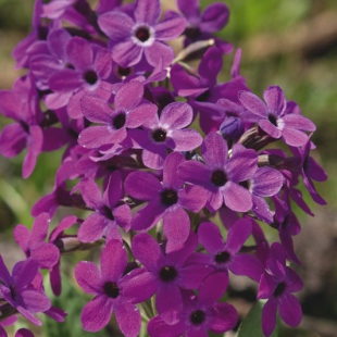 Primula chionantha