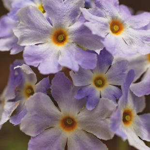 Primula gemmifera amoena