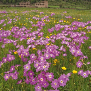 Primula involucrata