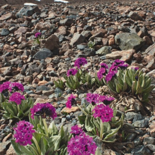 Primula nivalis