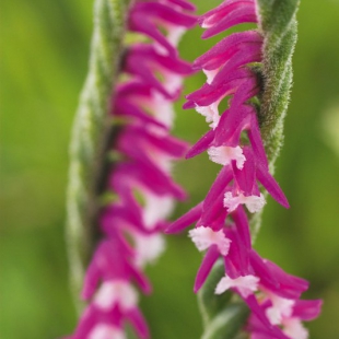 Spiranthes sinensis