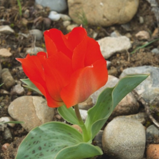 Tulipa greigii