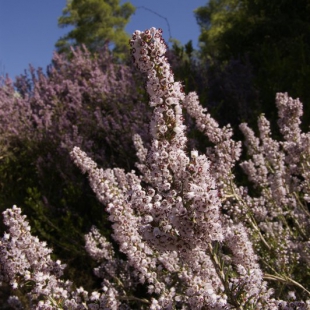 Erica manipuliflora