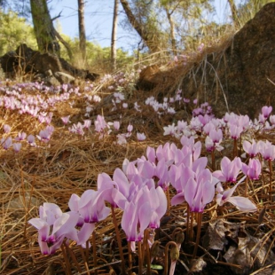 Cyclamen graecum